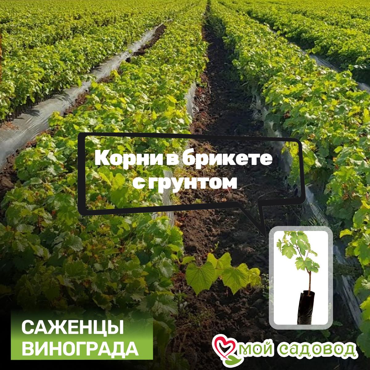 Виноград Руслан