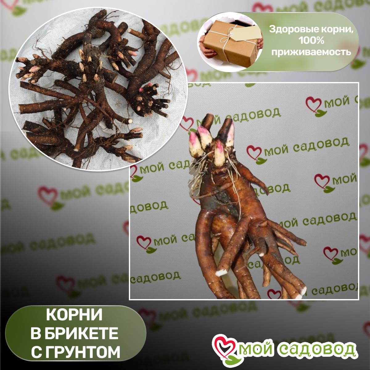 Пион гибридный Гарден Лейс